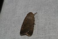 Caradrina flavirena