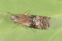 Rhodophaea formosa