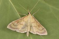 Paratalanta hyalinalis