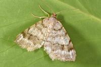 Macaria signaria