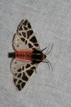 Cymbalophora pudica