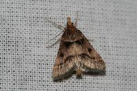 Stemmatophora brunnealis