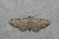 Eupithecia inturbata