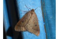 Theria primaria