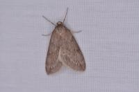 Pachycnemia hippocastanaria hippocastanaria