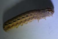 Noctua pronuba