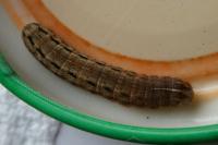Noctua pronuba