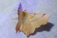 Ennomos erosaria