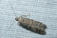 Ephestia woodiella/parasitella/elutella