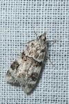 Eudonia delunella