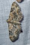 Eupithecia pulchellata