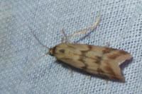 Homoeosoma sinuella
