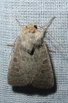 Hoplodrina ambigua/blanda