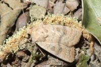 Hoplodrina octogenaria