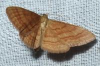 Idaea ochrata