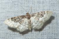 Idaea rusticata