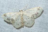 Idaea trigeminata