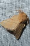 Malacosoma neustria