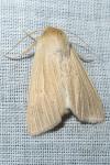 Mythimna pallens