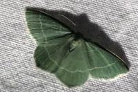 Chlorissa viridata