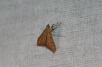 Antigastra catalaunalis