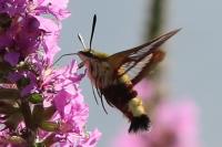 Hemaris fuciformis
