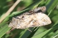 Autographa gamma