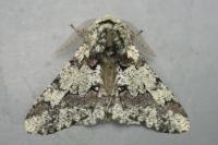 Biston strataria