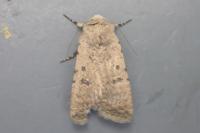 Caradrina clavipalpis