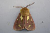 Arctia testudinaria