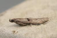 Nephopterix angustella