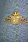 Agriopis leucophaearia