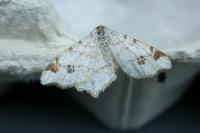Macaria notata