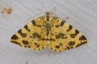 Pseudopanthera macularia
