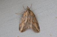 Chesias isabella