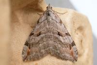 Aplocera efformata/plagiata