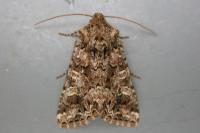 Hadena perplexa