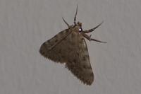 Aglossa pinguinalis