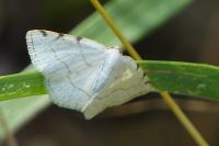 Stegania trimaculata