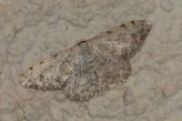 Scopula submutata roseonitens