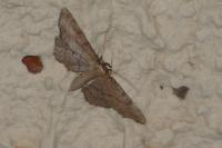 Idaea infirmaria