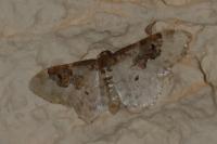 Idaea rusticata