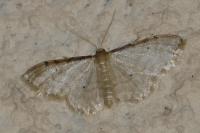 Idaea fuscovenosa