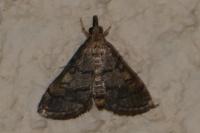 Metasia cuencalis bourgognei