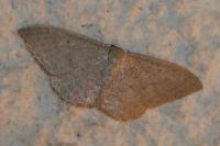 Idaea distinctaria/eugeniata/predotaria