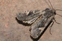 Dryobota labecula