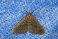 Operophtera brumata