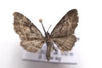 Eupithecia ericeata