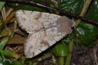 Orthosia incerta
