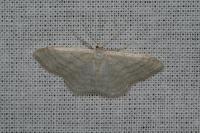 Idaea subsericeata